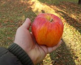 Lost and found! The hidden wealth of island orchards