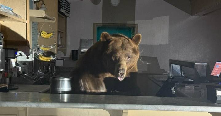 Sweet-toothed bear surprises deputies at South Lake Tahoe ice cream shop
