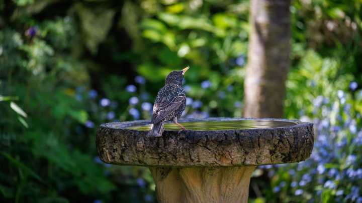 Reuse An Old Window For The Simplest DIY Birdbath
