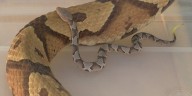 “Friendly reminder & warning:” It’s venomous snake birthing season