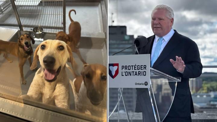 Ontario is banning research testing on dogs and cats