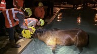 See photos of dramatic horse rescue from Reno backyard pool