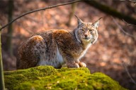 These Apex Predators Can Be Found in Kentucky