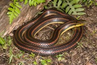 Florida Officials Asks for Help Finding Rare, Secretive Rainbow Snake