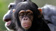 Chimpanzees pick up communication styles from their moms, not their dads