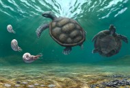 Descubren en Colombia una nueva especie fósil de tortuga marina tras más de 60 años olvidada en un museo suizo
