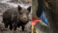 Alarma por el hallazgo de jabalíes de color azul neón por culpa de un pesticida en California