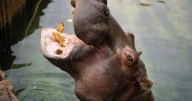 Sedgwick County Zoo says goodbye to its last Hippo
