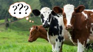 Trump's Steel Tariffs Now Apply to Milk and Hundreds of Other Products That Aren't Steel