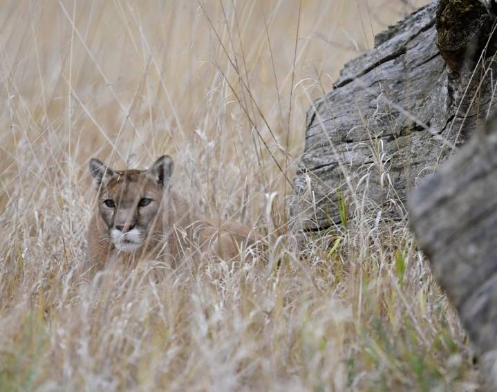 Mountain lion attacks 11