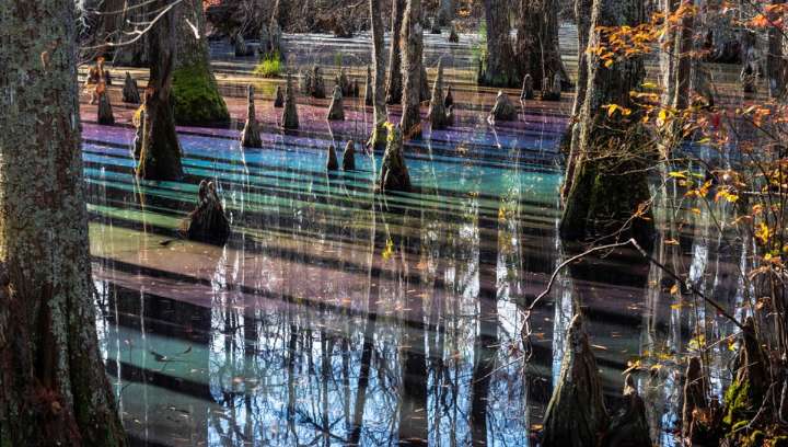 "Rainbow Swamp": The Incredible Natural Phenomenon Deep in Virginia That Appears When The Light Hits Just Right