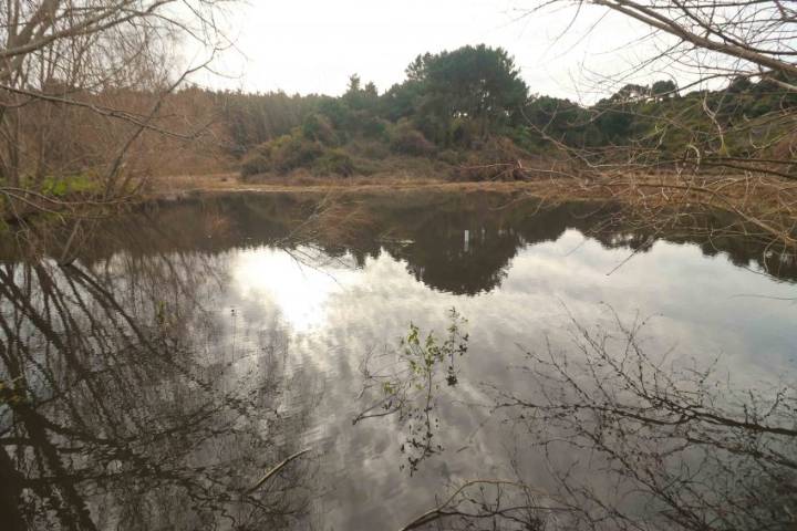 Seis nuevas declaratorias de humedales urbanos avanzan con fuerza en el Biobío