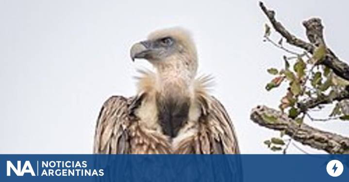 España: un avión debió aterrizar de emergencia en Madrid tras chocar con un buitre