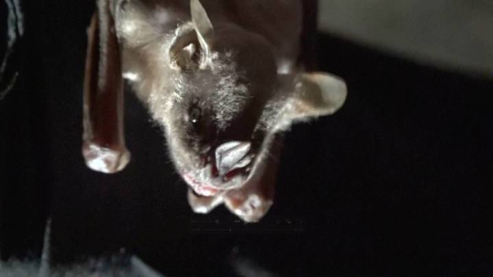 Woman visiting Arizona hit with steep medical bill after bat flies into her mouth