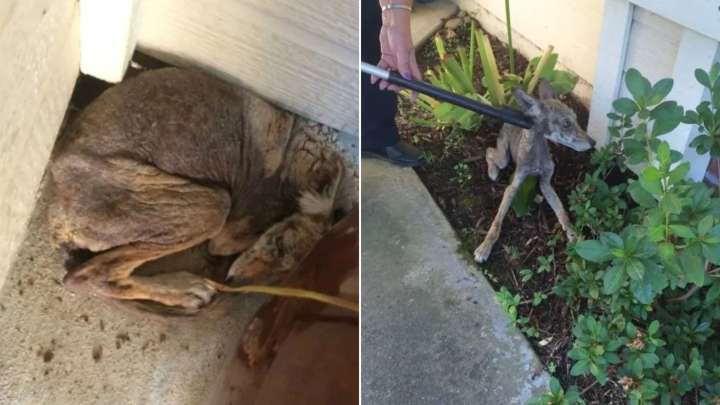 California Woman Found A ‘Sick Dog’ Under A Porch Only To Realize It Was Something Else Entirely