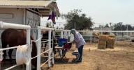 Elks Event Center becomes safe haven for evacuated livestock fleeing Gifford Fire