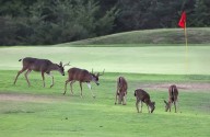 Photo | A herd of deer peacefully graze at DeLaveaga Golf Course