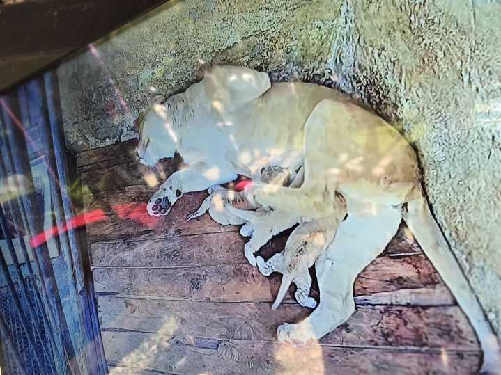 En Mérida celebran el nacimiento de leones en el Parque Zoológico Chorros de Milla
