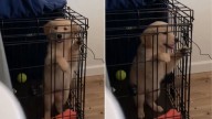Arizona Woman Puzzled By Her Dog's Ability To Get Out Of The Kennel, Then Finds Out How