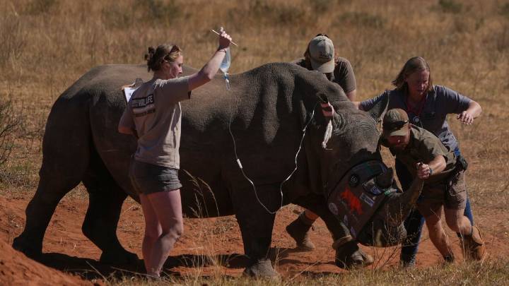 Scientists make rhino horns radioactive to deter poaching