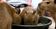This Florida café lets you sip coffee with capybaras