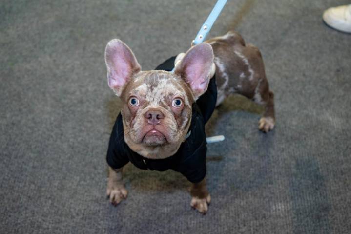 Latin Pet Show 2025: La gran fiesta para los amantes de las mascotas regresa renovada