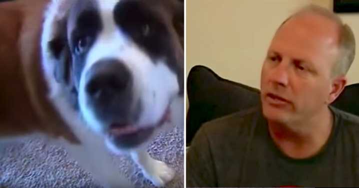 St. Bernard Erratically Woke Up Dad At 2 AM, Refuses To Let Him Go Back To Sleep