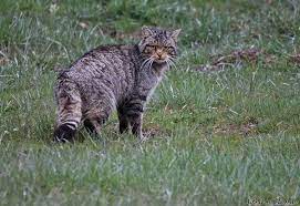 What to do if you see a bobcat in your yard