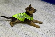 Adoptan agentes de Tránsito a perrito maltratado