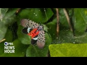 East Coast vineyards threatened by invasive spotted lanternflies