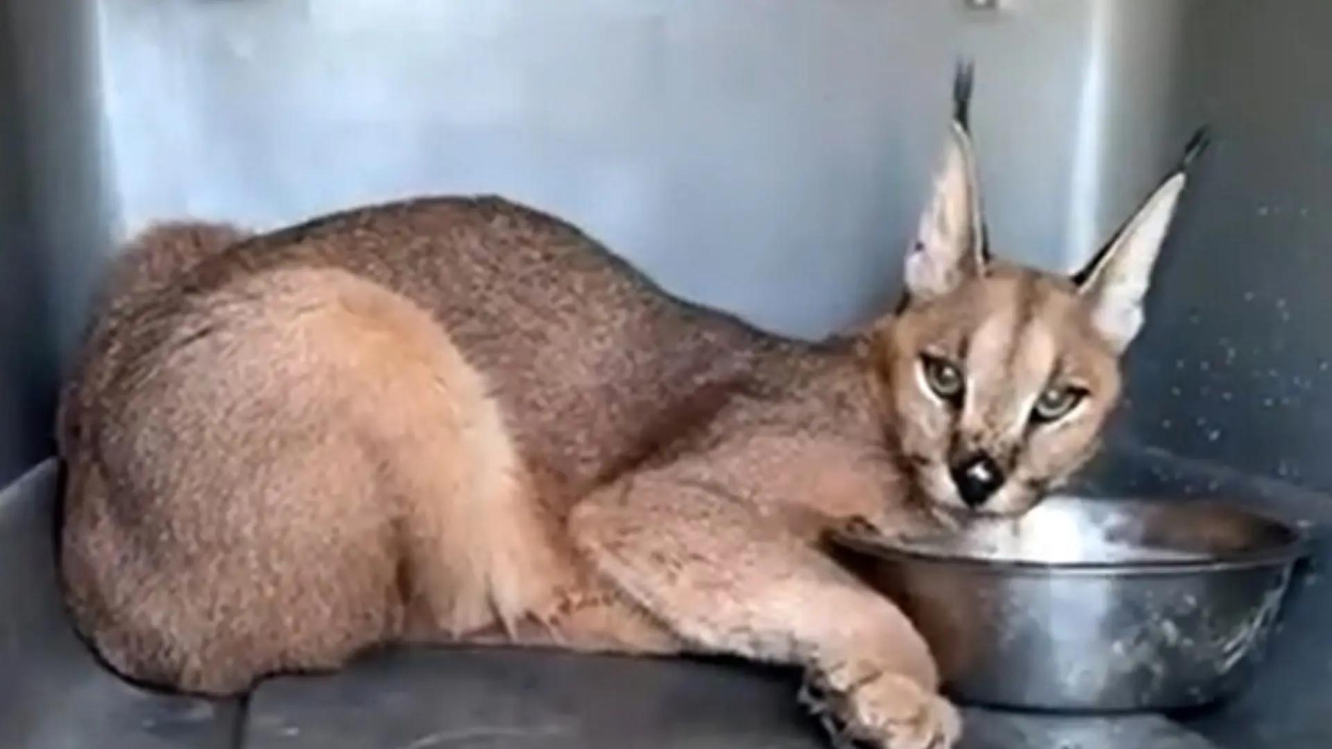 Trasladan a un caracal a un centro de rescate en Villena tras 16 días vagando por campos de Cádiz