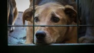 El portal para buscar mascotas perdidas en Bogotá ya se encuentra disponible