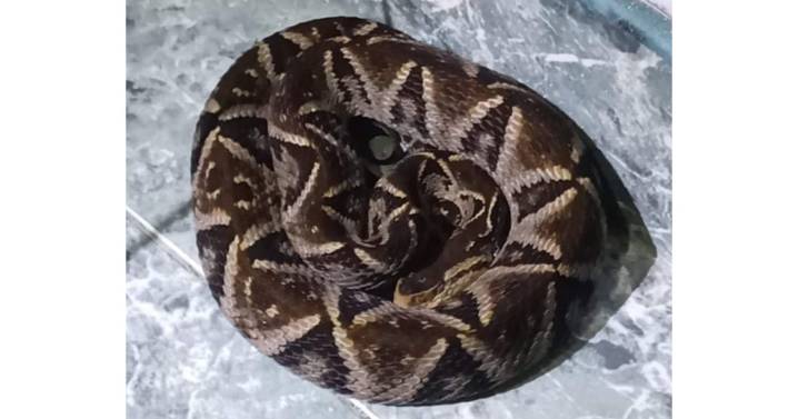 Caldas: serpiente mapaná, conocida por ataque mortal, mordió a una mujer; ella sobrevivió y cuenta su historia