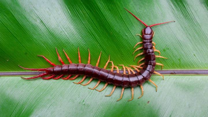 Centipede vs. Millipede: Differentiating Between Many