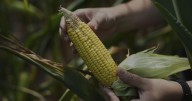 Climate change makes it harder to grow perfect ear of corn
