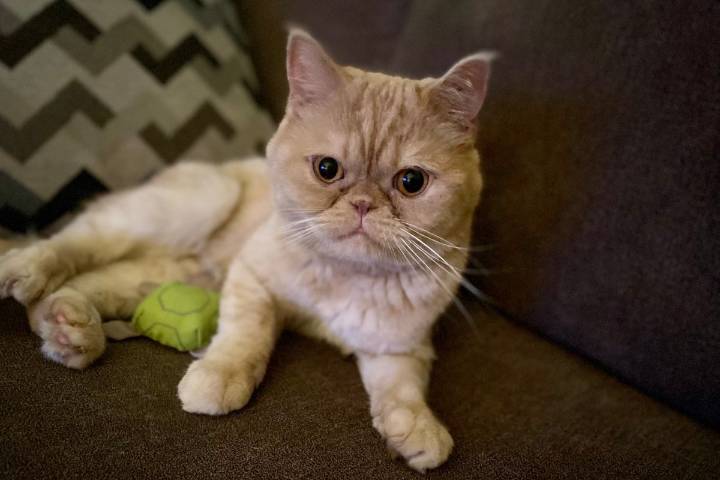 Celebrate International Cat Day