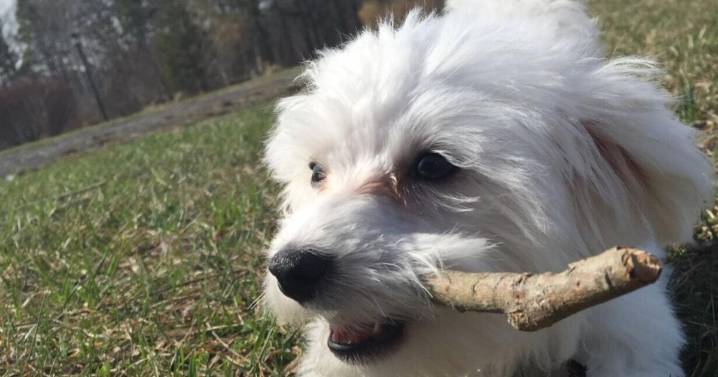 Petition calls for stricter dog laws after Egg Harbor Township family loses dog in attack