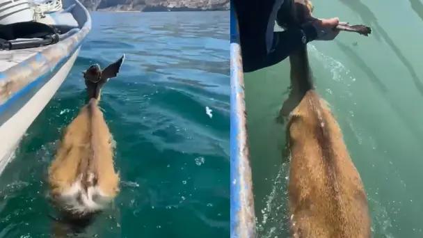 Venado bura nada de Isla Tiburón hacia Baja California