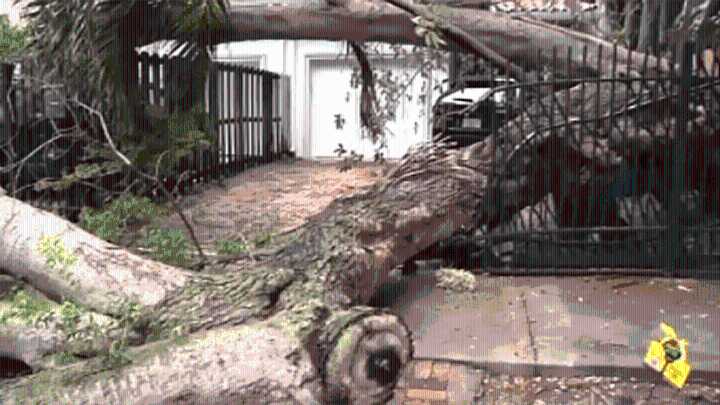 Neighbors wake up to large tree that fell down in Coconut Grove neighborhood