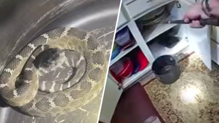 Hallan serpiente de cascabel en vivienda en Walnut Creek