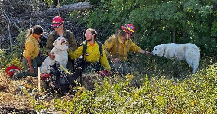Dogs lost during wildfire burning near Athol reunited with family