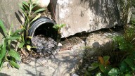 Rare rattlesnake, babies caught on video at University of Michigan gardens