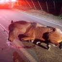 Los dueños huyeron cobardemente – Potranca atropellada: fue abusada hasta llegar a la extrema desnutrición