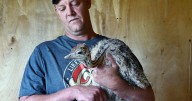 It's a feathered frenzy at Warriors Roost