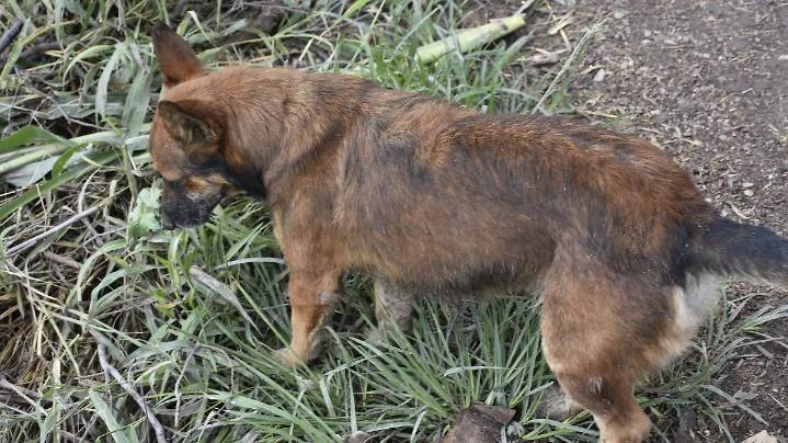 Habrá vacunación gratuita antirrábica en 13 colonias de Celaya