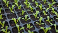 Here Is Exactly How Often You Should Be Watering Seedlings