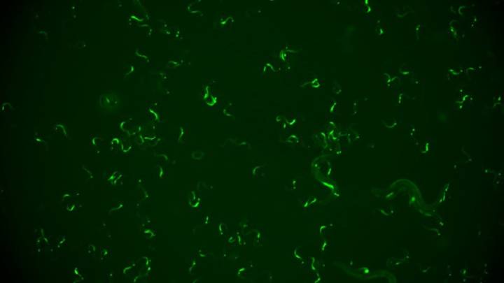 Gusanos para evitar las reinfecciones: hallan un mecanismo que 'recuerda' la respuesta inmunitaria ante un virus