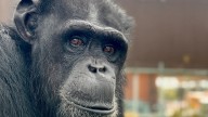 Winston the chimpanzee died at age 38 from heart disease complications