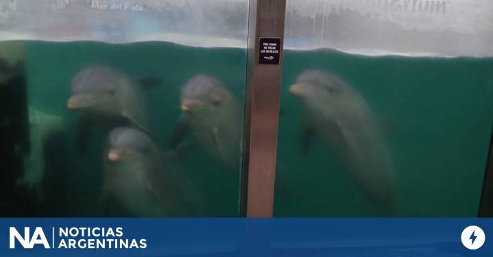 Denuncian que hay delfines y lobos marinos abandonados en el ex Aquarium de Mar del Plata
