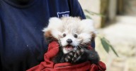 Firework ban expanded in Edinburgh after death of red pandas at zoo